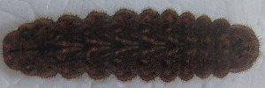 Ogyris amaryllis meridionalis - Final Larvae